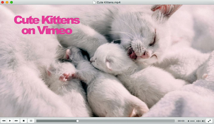 Cute Kittens on Vimeo